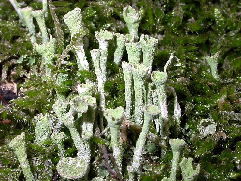 Cladonia pixydata